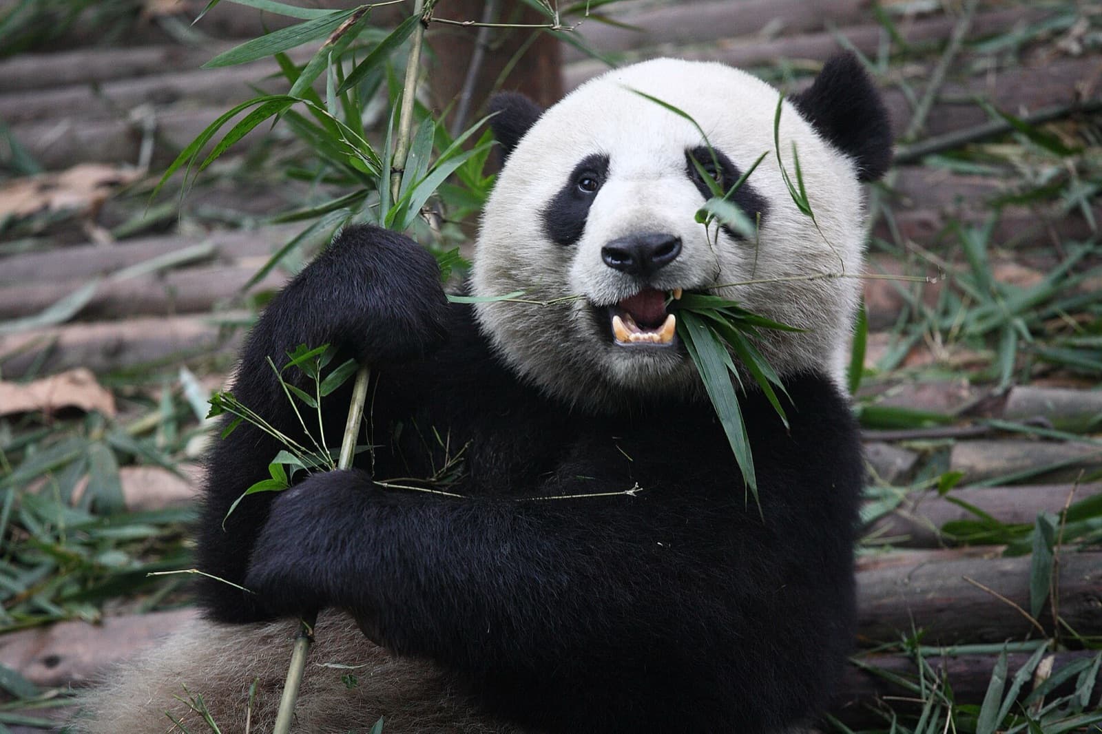 A giant panda in Chengdu, China